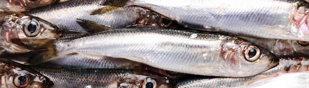 consumir-menos-carne-roja-mas-sardinas-anchoas-podria-salvar-vidas