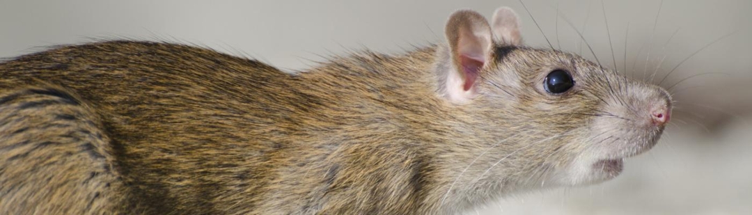 investigadores-consiguen-regenerar-vias-neuronales-ratones-celulas-ratas