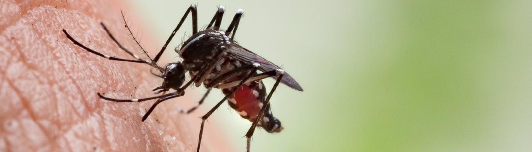 dengue-alerta-oms-8-millones-casos-mas-2023