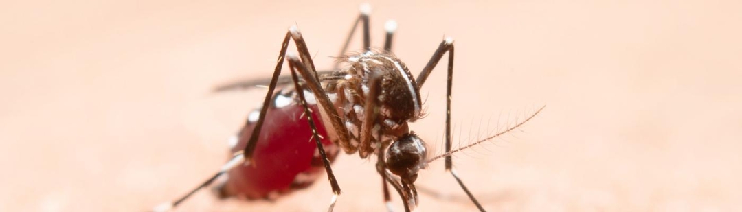 dengue-virus-duplica-casos-madrid