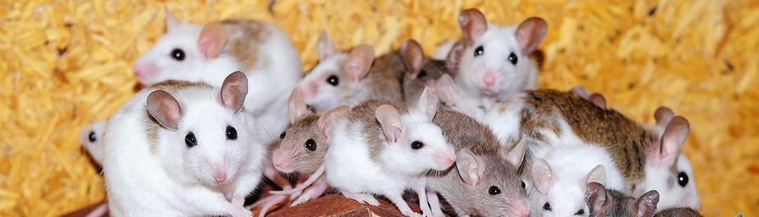 inyeccion-experimental-aumentar-esperanza-vida-ratones