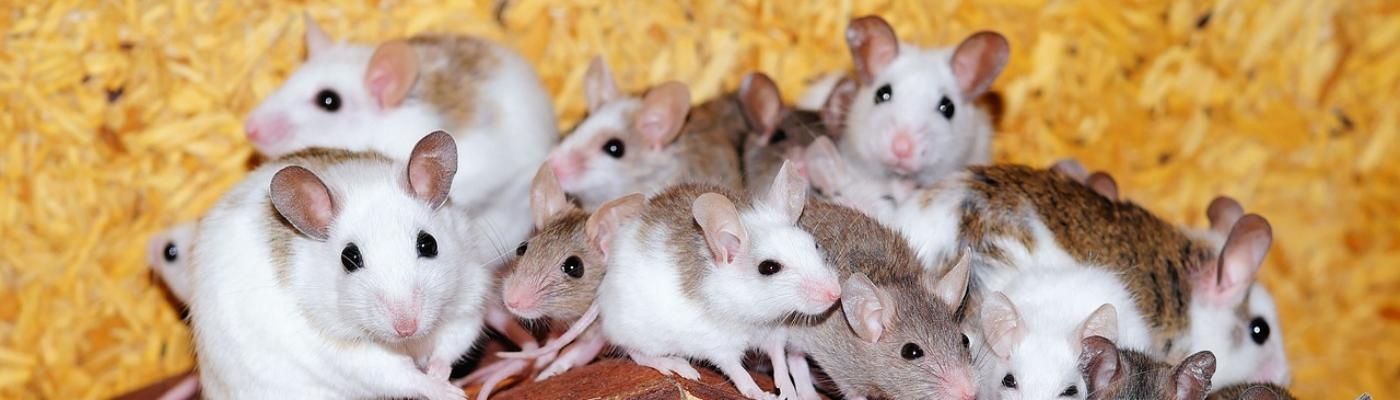 Una inyección experimental consigue aumentar la esperanza de vida en ratones un 25%