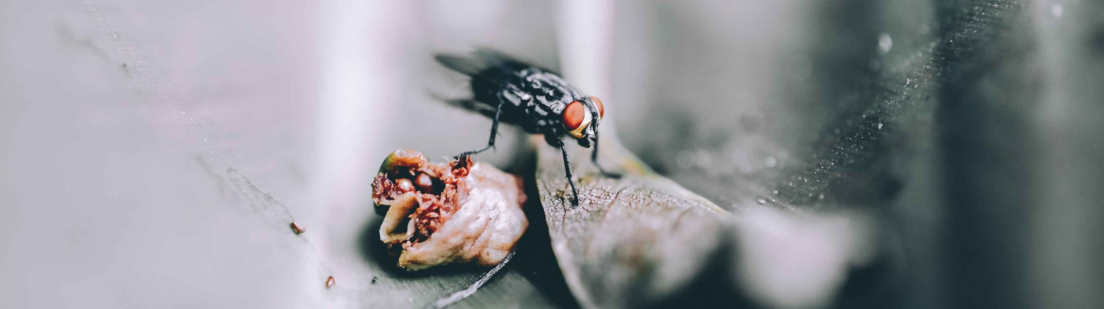 La mordedura de la mosca negra podría transmitir distintos virus