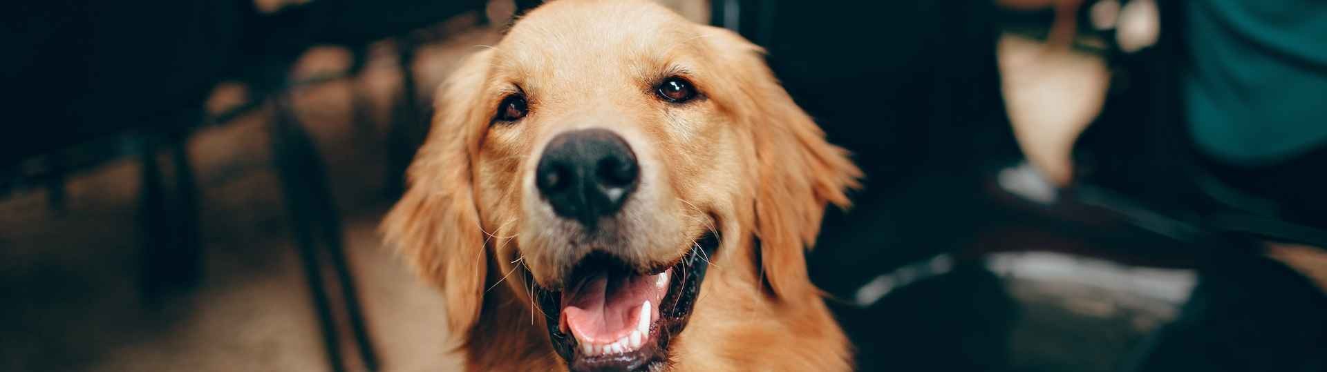 Alertan de riesgo epidemiológico alto de rabia por la escasa vacunación canina