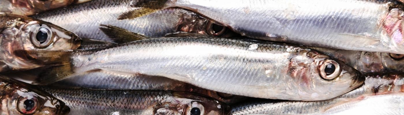 Consumir menos carne roja y más sardinas o anchoas podría salvar hasta 750.000 vidas en 2050
