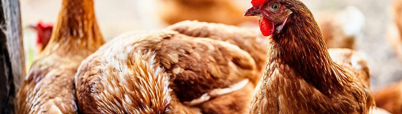México reporta la primera muerte humana por gripe aviar en el mundo