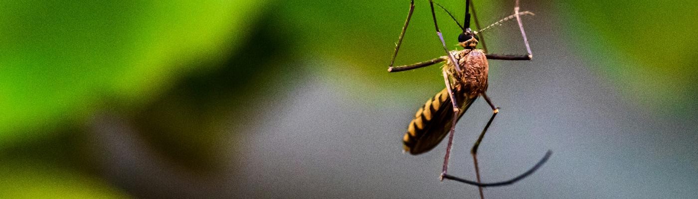 Europa advierte de "una tendencia al alza" en enfermedades transmitidas por mosquitos