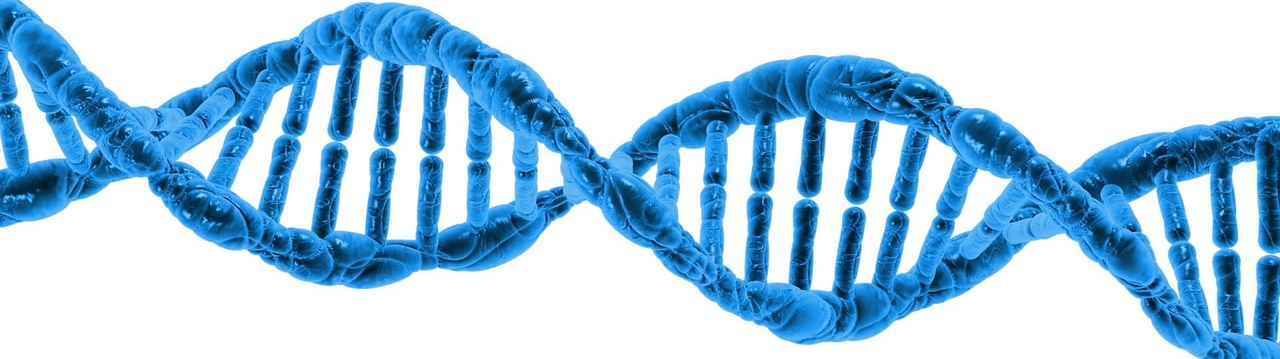 Logran ver íntegramente nuestro ADN