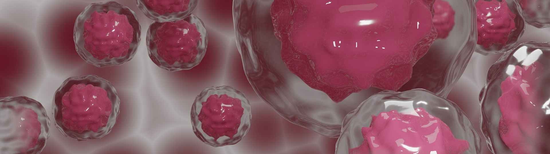 Descubierto el primer anticuerpo que ataca las células madre del cáncer