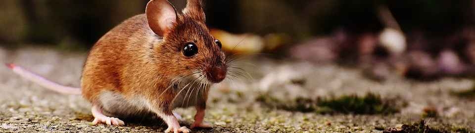 un-estudio-retrasa-el-envejecimiento-en-ratones-hasta-en-un-30por-ciento