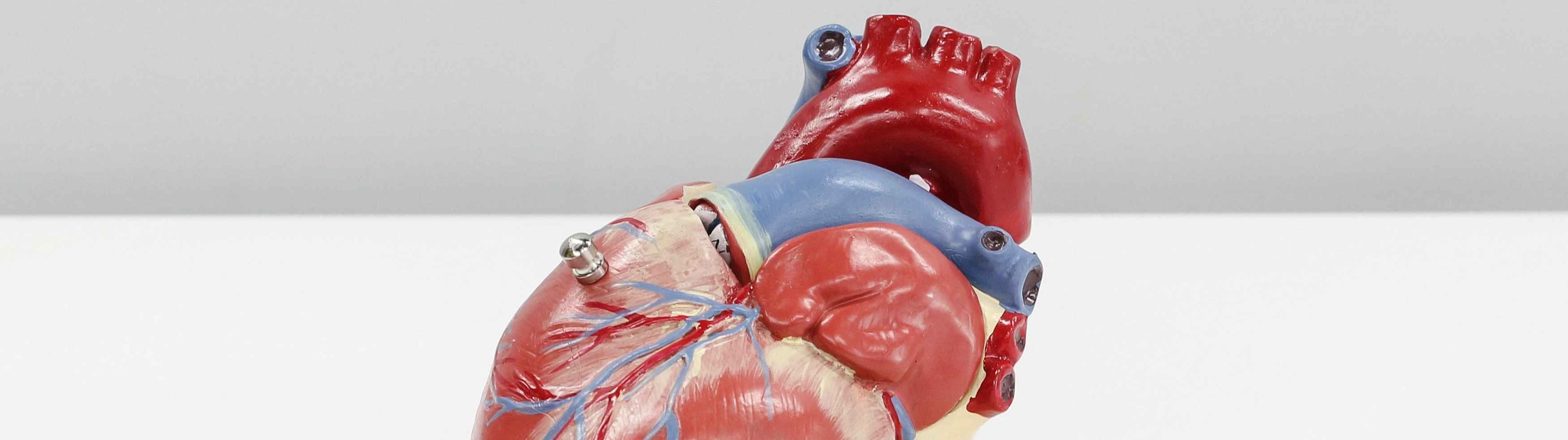 ¿Se puede regenerar el tejido sano del corazón tras un infarto?