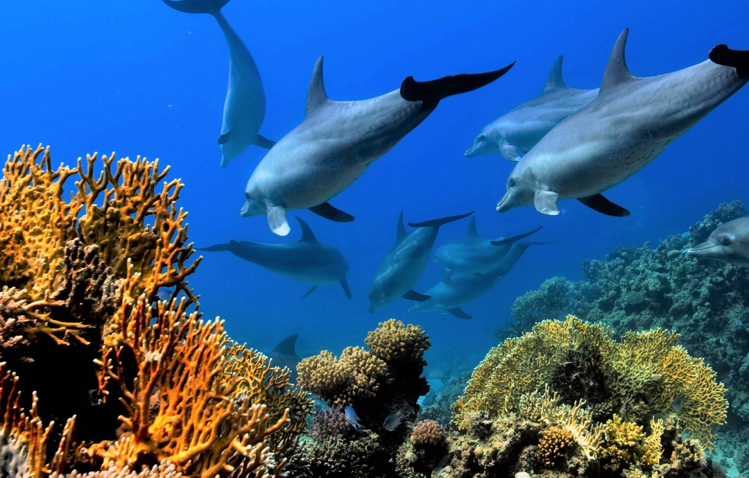 los-delfines-se-frotan-contra-los-corales-para-paliar-dolores-cutaneos-1653297126357