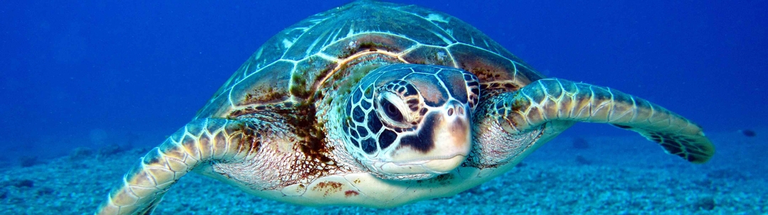 las-tortugas-y-los-reptiles-modelos-de-estudio-del-envejecimiento-humano-1656332532825