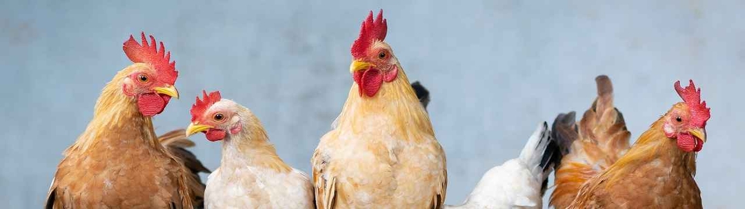 la-gripe-aviar-aparece-de-nuevo-en-espana-1647937693782