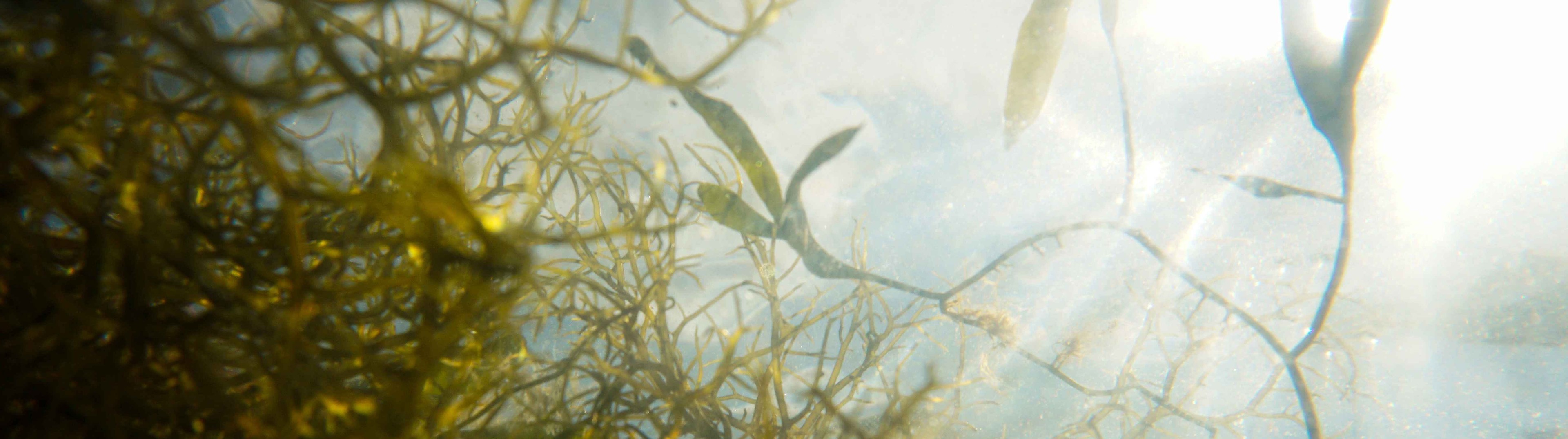 Crean microrobots basados en algas para combatir el cáncer