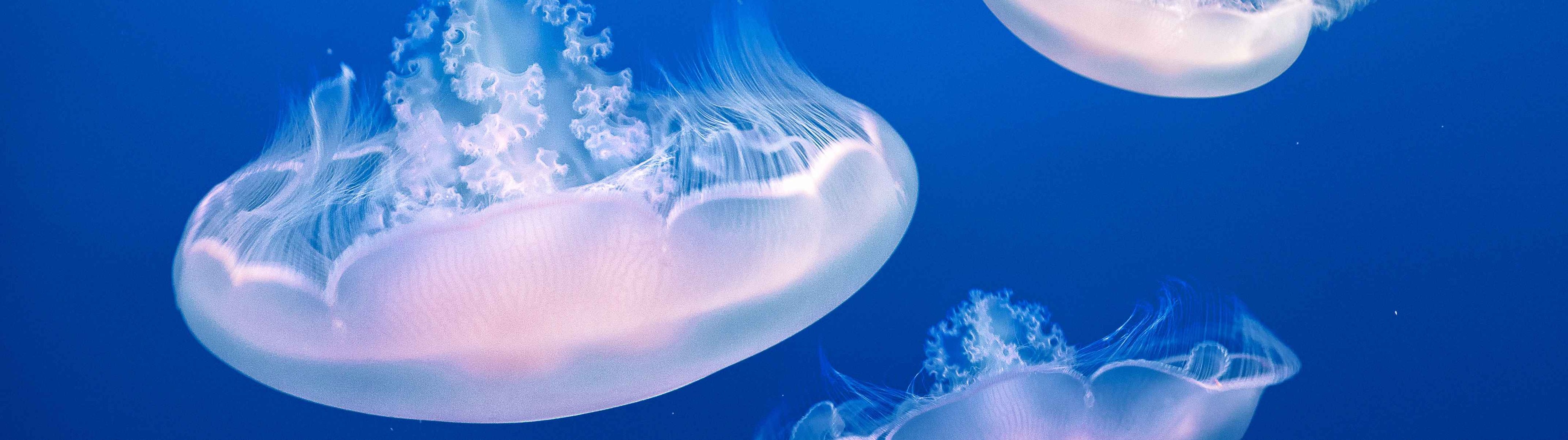 Cómo actuar ante una picadura de medusa