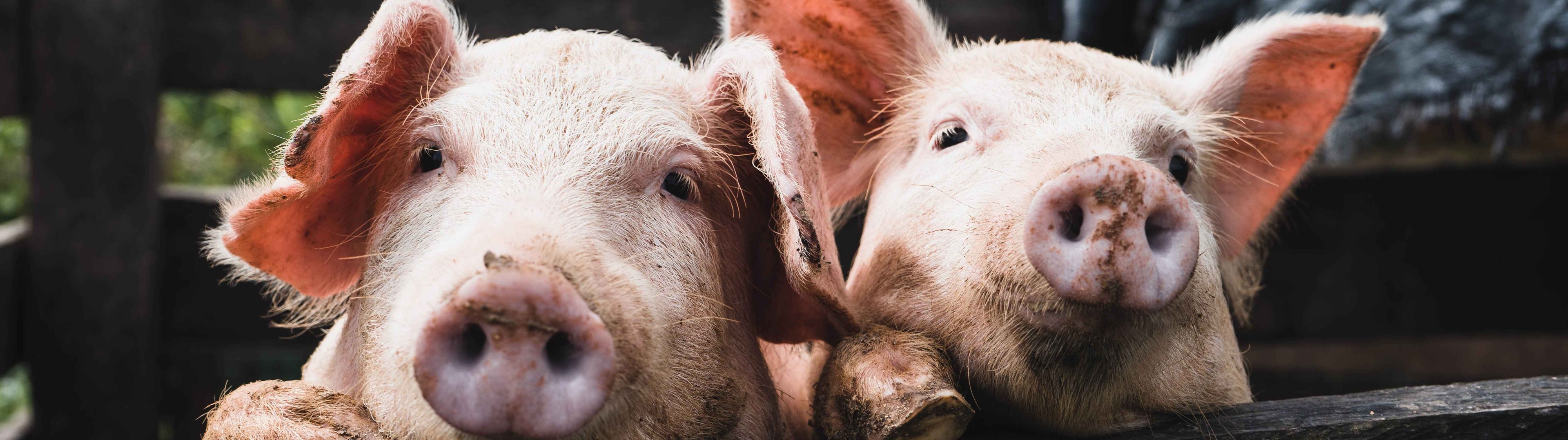 Reviven funciones de órganos de cerdos muertos con sangre artificial