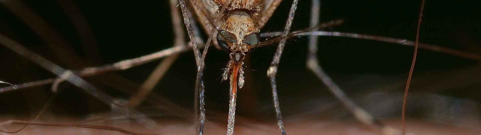 Alerta ante el incremento del mosquito transmisor del virus del Nilo