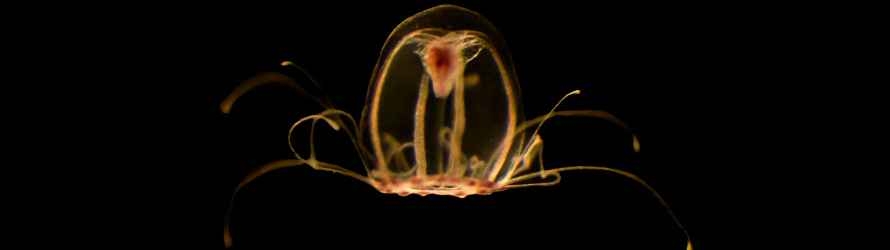 el-genoma-de-la-"medusa-inmortal"-abre-la-puerta-a-la-eterna-juventud-1661855063398