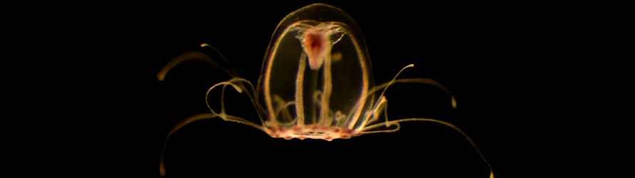 El genoma de la “medusa inmortal” abre la puerta a la eterna juventud