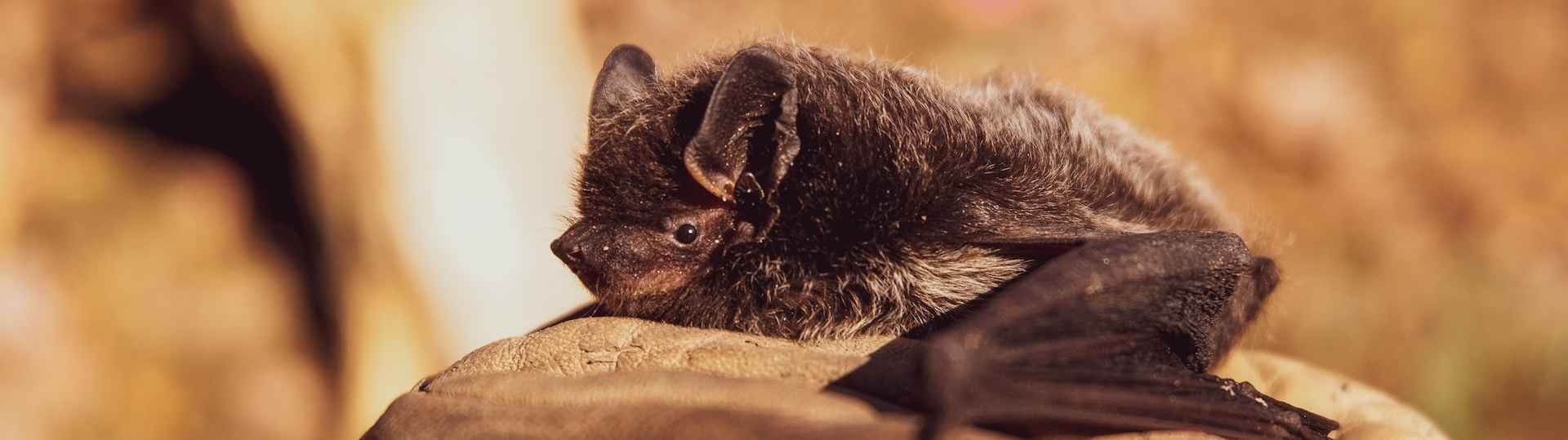 Hallan un nuevo virus en un murciélago ruso que podría infectar a humanos