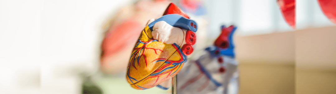 fabricacion-de-tejidos-cardiacos-en-3d-para-evitar-el-trasplante-de-corazon-1664375976662