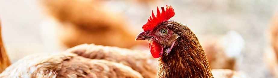 Detectan el primer caso de gripe aviar en España