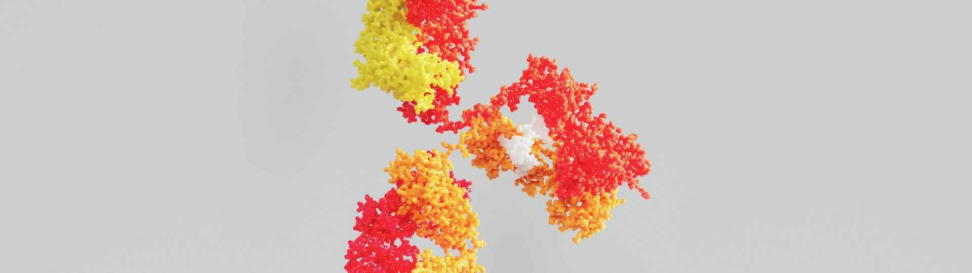 Investigadores del CSIC desarrollan proteínas artificiales que actúan como anticuerpos