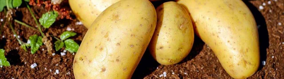 las-patatas-podridas-base-para-curar-el-hongo-de-la-candida-1666103000315