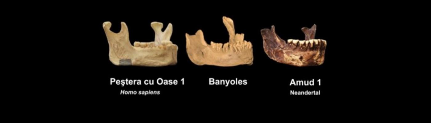 Investigadores españoles confirman la existencia de una especie distinta a los neandertales en Europa