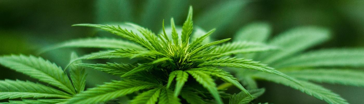 Se retrasa la regulación del cannabis para uso medicinal