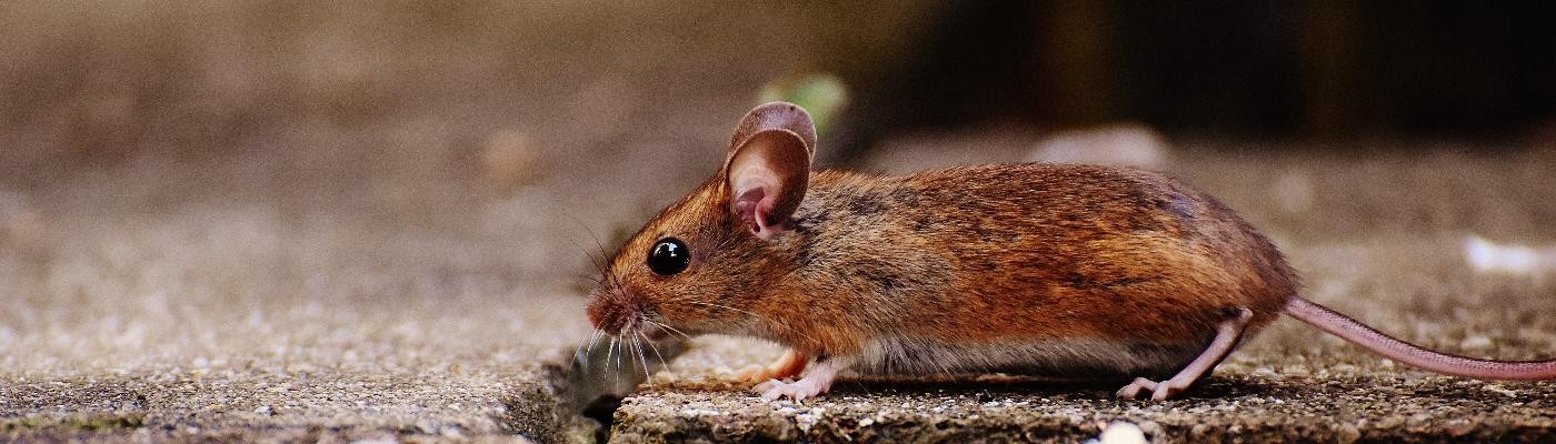Duplican la esperanza de vida en ratones con la reprogramación genética