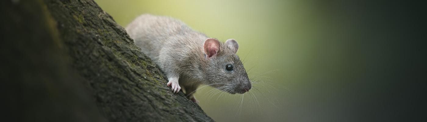 Detectan en Valencia el gusano pulmonar de la rata, capaz de originar meningitis