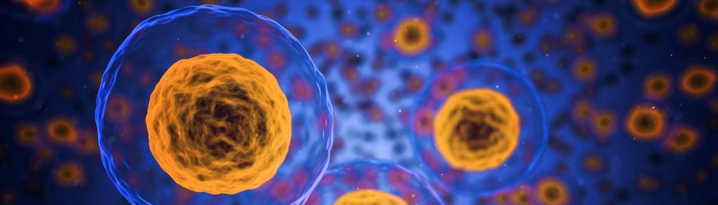 ¿Es posible vivir más años regenerando las células madre con un fármaco?