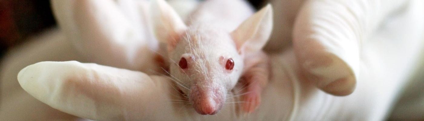 Ya no serán necesarios los ensayos con animales para aprobar medicamentos en EEUU