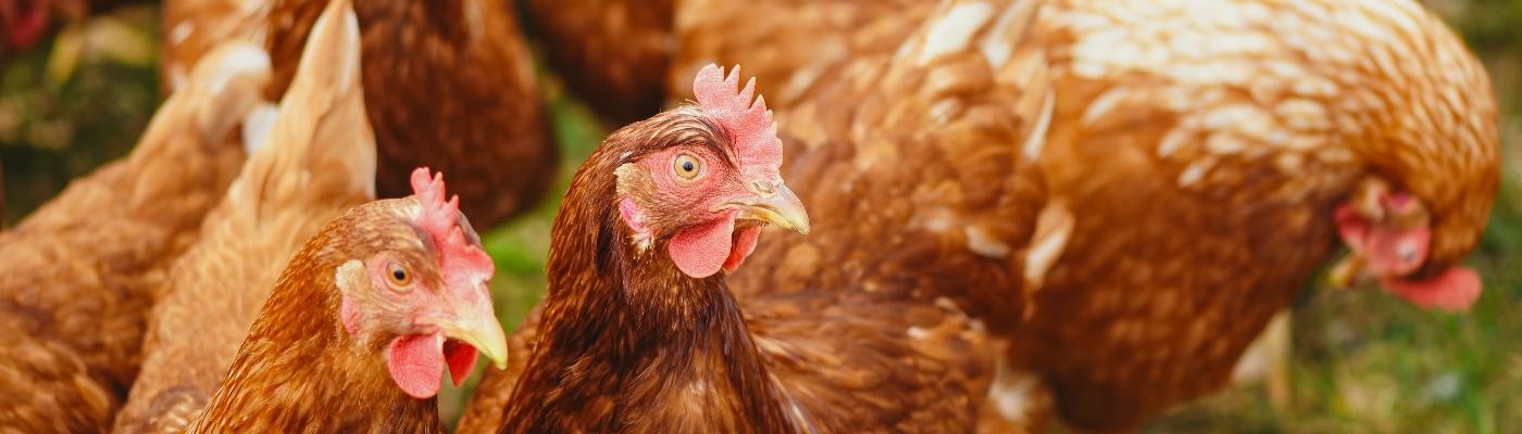 La OMS pide incrementar las precauciones ante los nuevos casos de gripe aviar