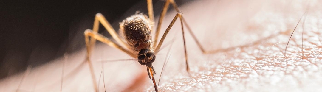 sanidad-identifica-brotes-dengue-autoctono-ibiza