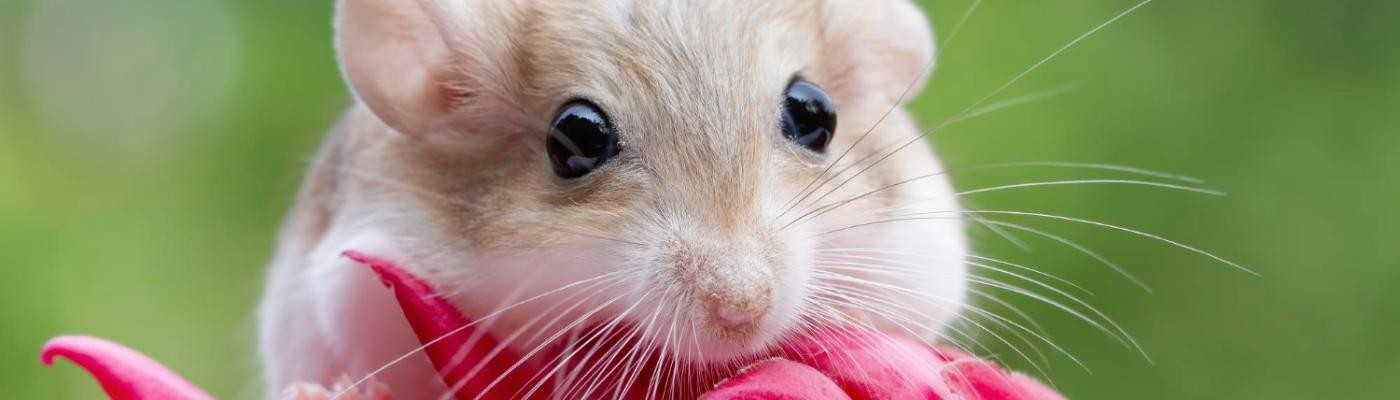 Científicos japoneses dan vida a ratones a partir de dos padres biológicos