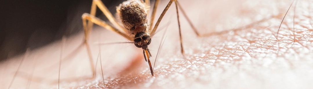 enfermedades-transmitir-mosquitos