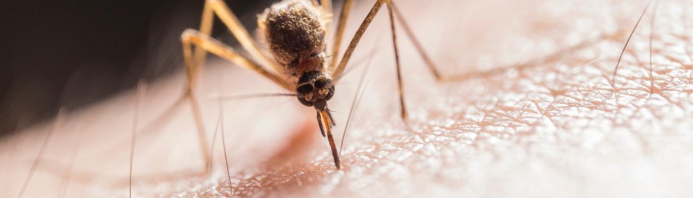 Estas son las enfermedades que pueden transmitir los mosquitos