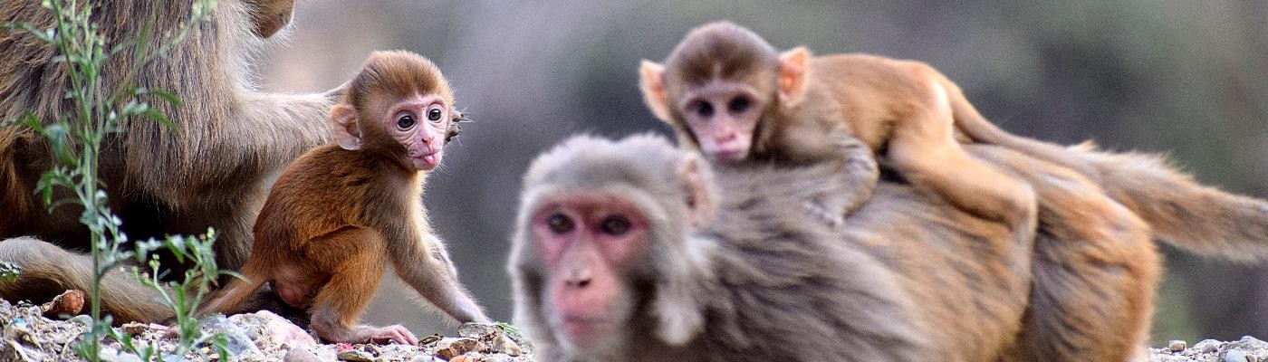 El genoma de 233 primates ayuda a descubrir qué nos hace humanos y por qué surgen enfermedades