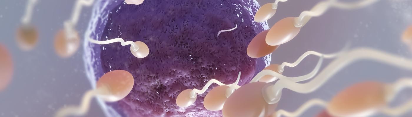 ¿Cuántos espermatozoides compiten en cada eyaculación?