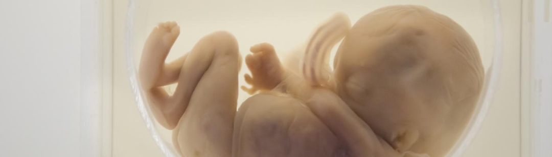 embriones-humanos-sinteticos