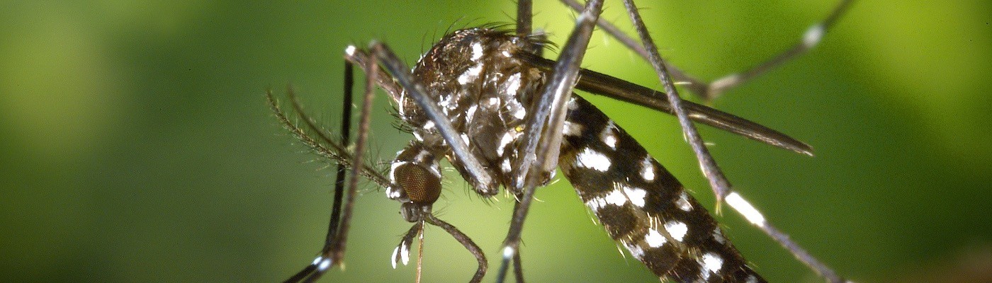 Europa alerta del riesgo de enfermedades trasmitidas por el mosquito Aedes