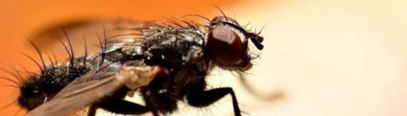 La mosca negra, el insecto que tiene en alerta a Madrid