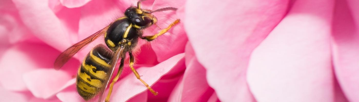 Avispas y abejas: cómo diferenciar sus picaduras