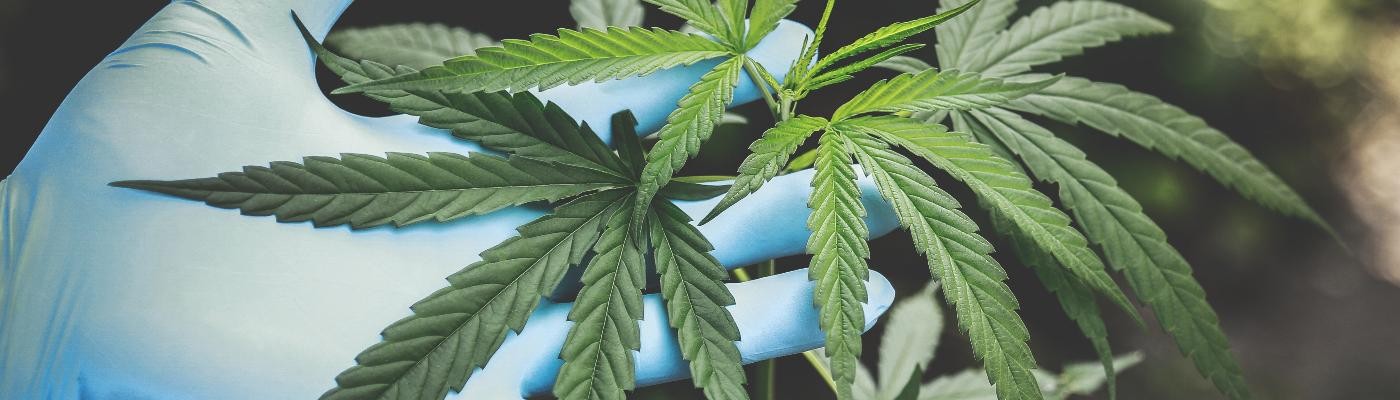 Mitos y verdades sobre el cannabis