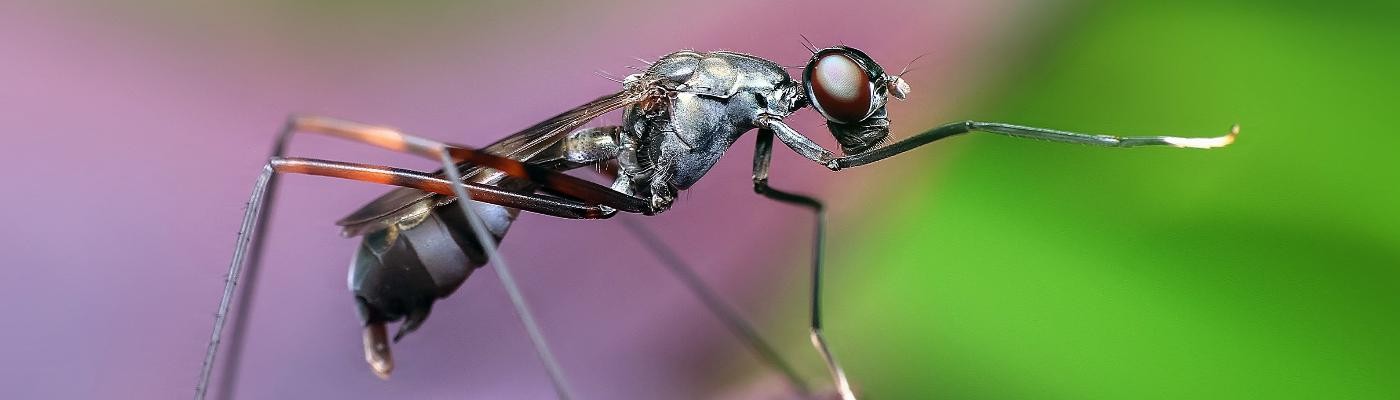 El calor dificulta el control de los mosquitos