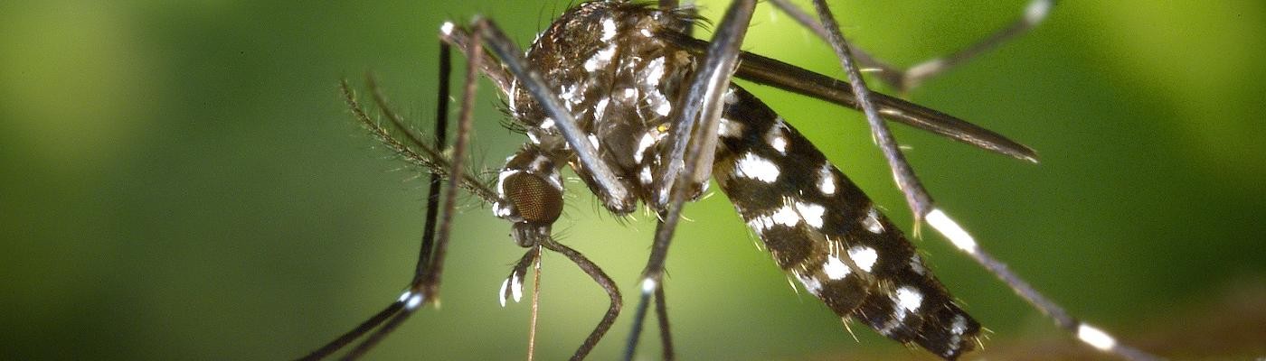 Detectan por primera vez en Galicia ejemplares de mosquito tigre