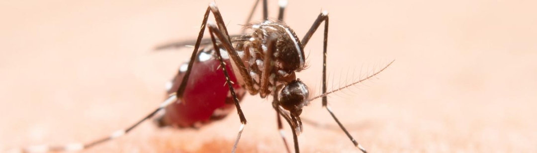 oms-recomienda-vacuna-contra-dengue
